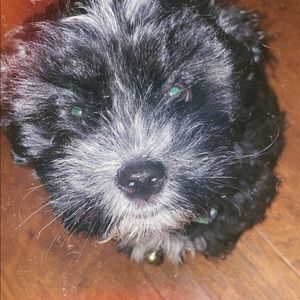 Meet your Posher, Brandon